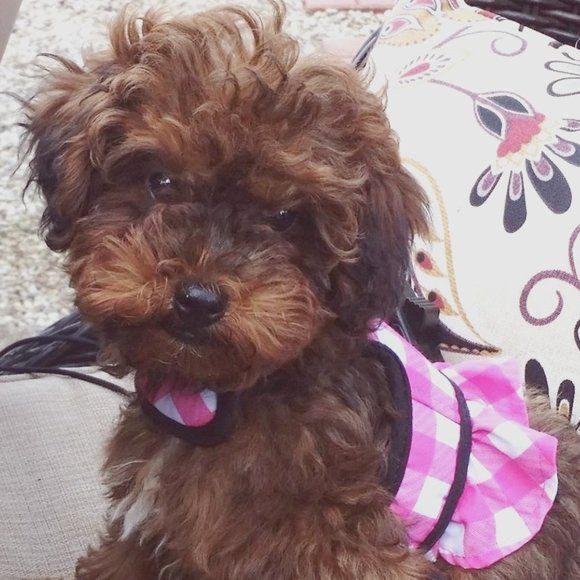 Meet your Posher, Renee - Picture 1 of 2